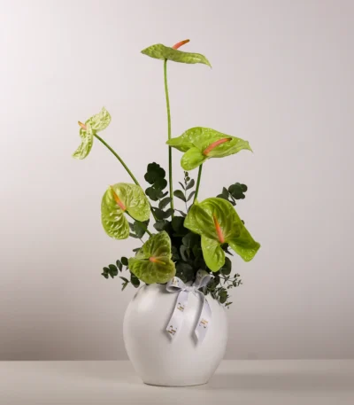 Anthurium Amour Vase