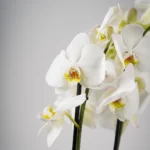 The Orchid Whisper - Image 3