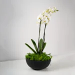 The Orchid Whisper - Image 2